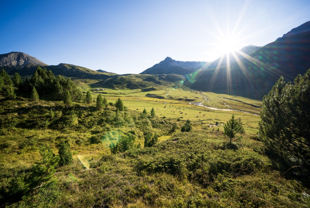 God Tamangur in S-charl im Engadin © TESSVM (Dominik Täuber)