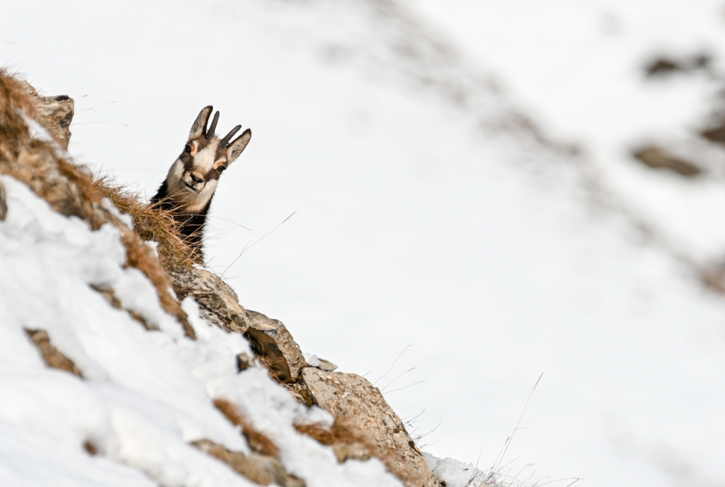Gams im Winter im Engadin