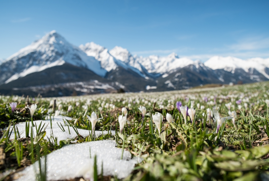 Krokusse in Ftan