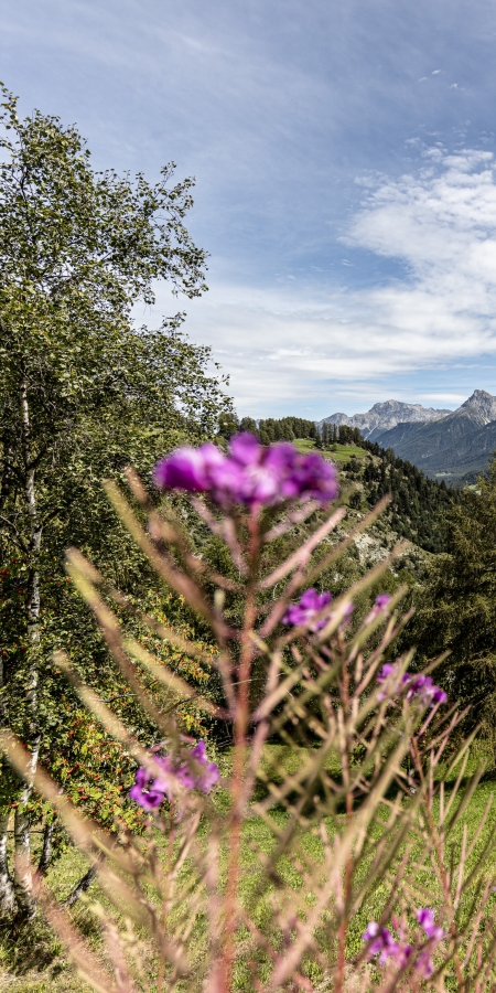 Blumenwiese im Engadin mit Blick nach Tarasp Blumenwiese im Engadin mit Blick nach Tarasp