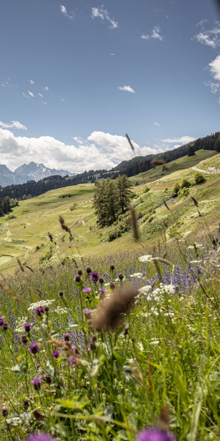 Terrassenlandschaft in Tschlin.