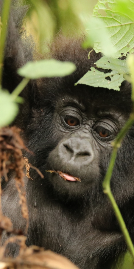 Effiziente Kocher retten Lebensraum für letzte Berggorillas – Klimaschutzprojekt in Ruanda – myclimate Cause We Care