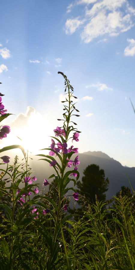 Wandern im Schweizerischen Nationalpark © Stefan Schlumpf Wandern im Schweizerischen Nationalpark