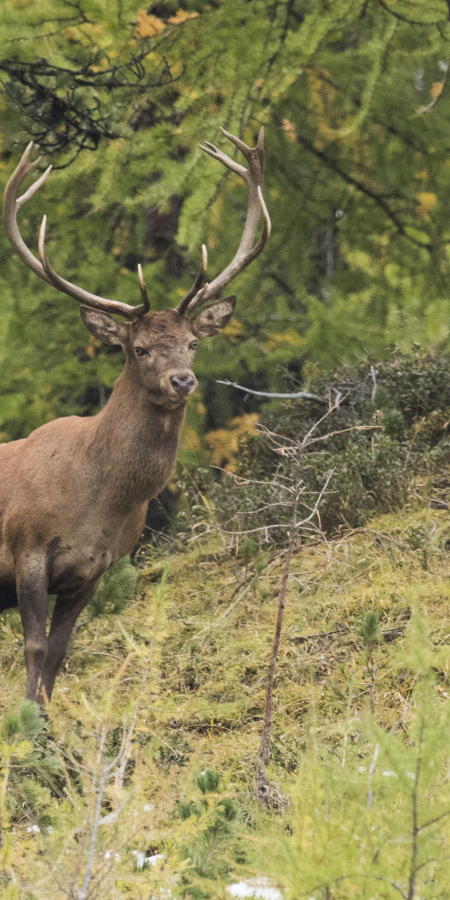 Hisch im Nationalpark © Hans Lozza Hisch im Nationalpark