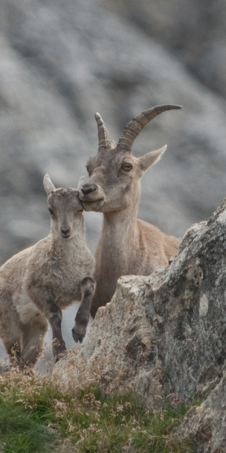 Steinwild im Nationalpark