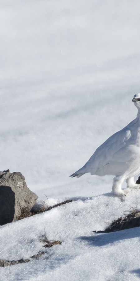 Schneehuhn ©SNP, Hans Lozza Schneehuhn im engadiner Winter