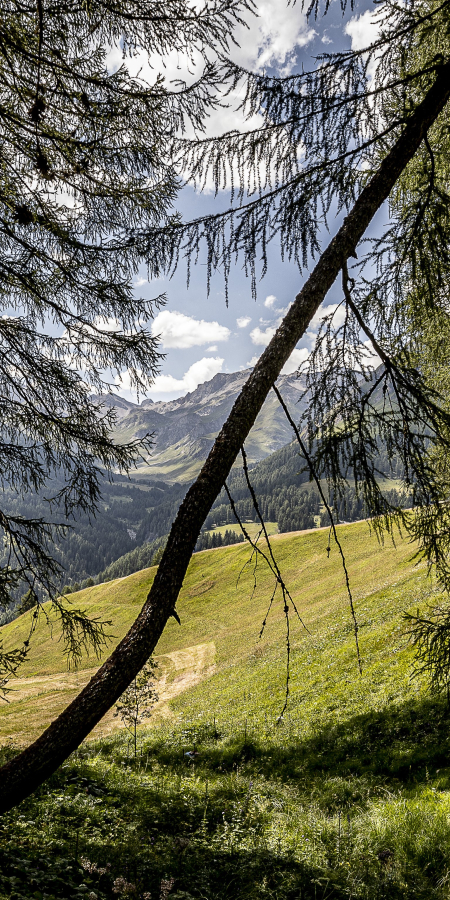 Val Sinestra_wald Val Sinestra_wald