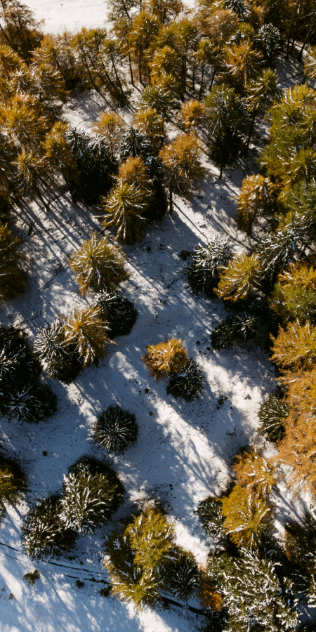 Projekt Gesundheitswälder im Unterengadin