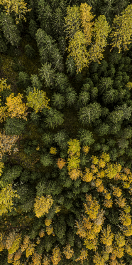 Auszeit im Wald