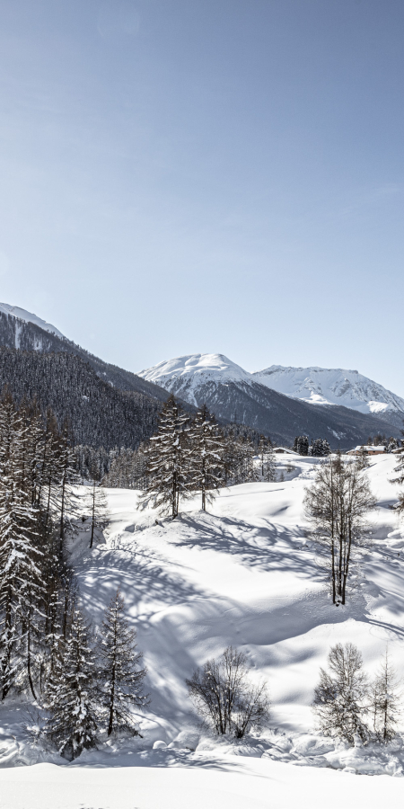 Engadin Winter Natur