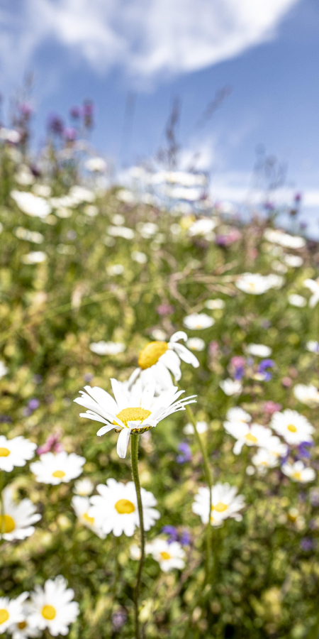 Blumenwiese