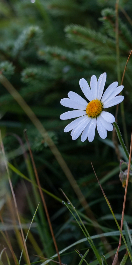 Sommer