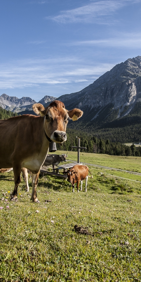 Mutterkuhherde im Unterengadin Mutterkuhherde im Unterengadin