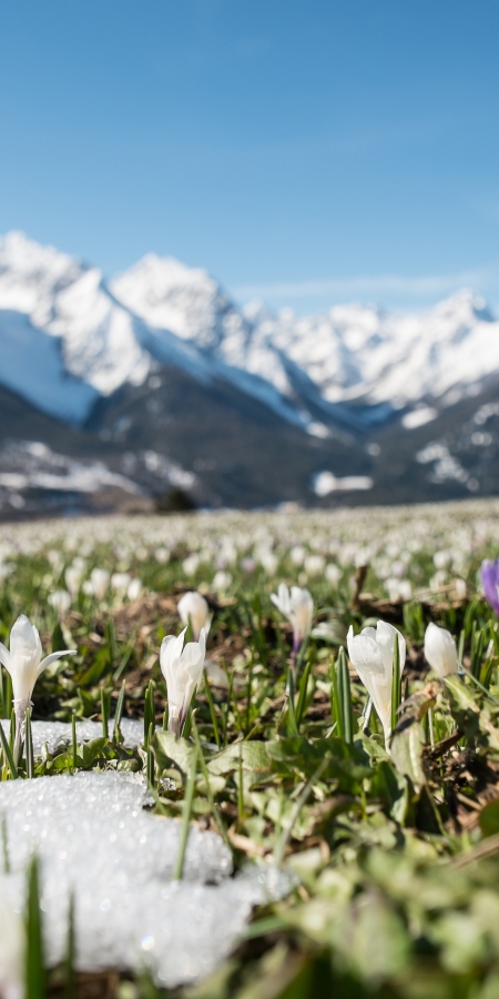 Krokusse in Ftan