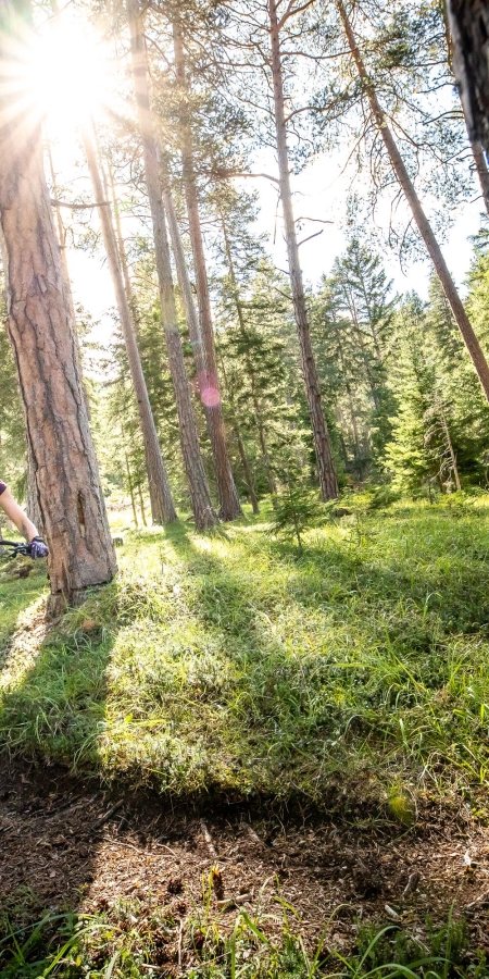 Mit dem Mountainbike durch die Engadiner Wälder. Mit dem Mountainbike durch die Engadiner Wälder.