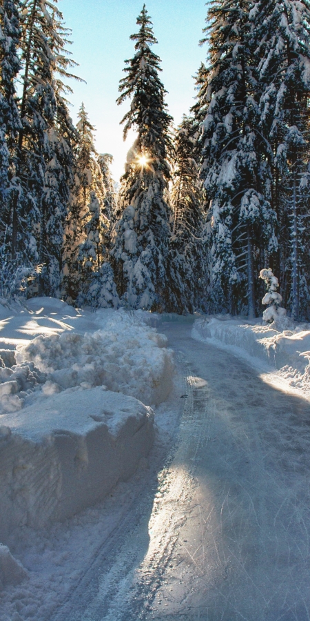 Der Eisweg Engadin führt durch den winterlichen Wald. Der Eisweg Engadin führt durch den winterlichen Wald.