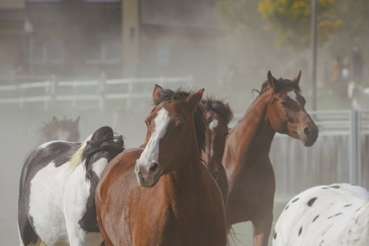Im vollen Galopp auf die Weide. Foto: Michelle Zbinden Im vollen Galopp auf die Weide.
