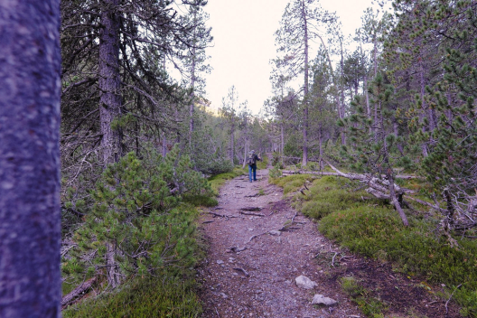 Hirschbrunft im Schweizerischen Nationalpark