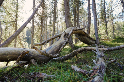 Im Schweizerischen Nationalpark ist die Natur sich selbst überlassen.