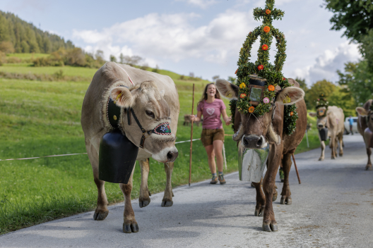 Geschmückte Kühe beim Alpabzug bei Sent im Engadin.