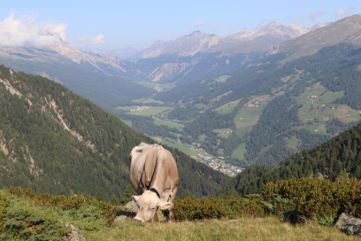 Kuh auf der Alp