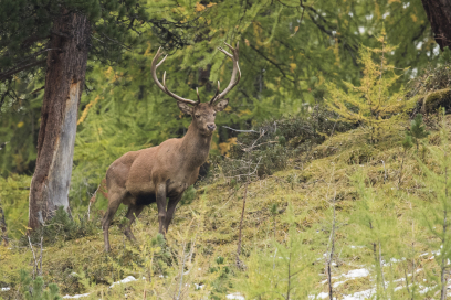 Hisch im Nationalpark © Hans Lozza Hisch im Nationalpark