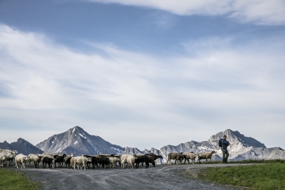 Unterwegs mit den Schafhirten in Samnaun Unterwegs mit den Schafhirten in Samnaun