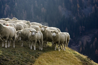 Schafherde