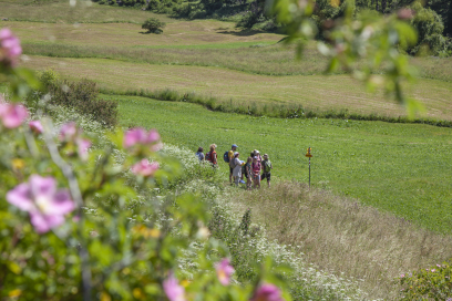 Mehrtägige Alpenüberquerung mit geführter Wandergruppe auf einem Naturpfad durch alpine Wiesen.