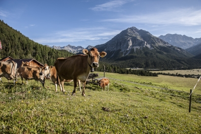 Mutterkuhherde im Unterengadin Mutterkuhherde im Unterengadin
