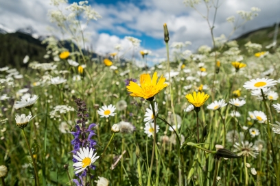 Bergblumen-Trockenwiesen – Engadin Samnaun Val Müstair – Dominik Täuber Bergblumen-Trockenwiesen – Engadin Samnaun Val Müstair – Dominik Täuber