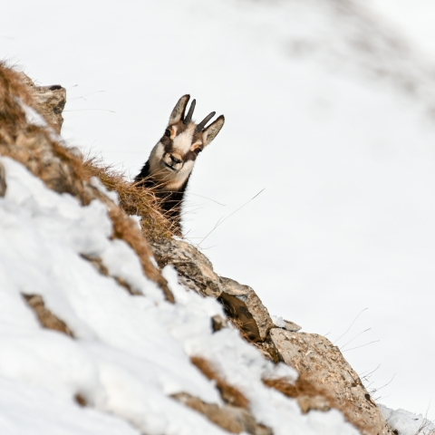 Gams im Winter im Engadin Gams im Winter im Engadin