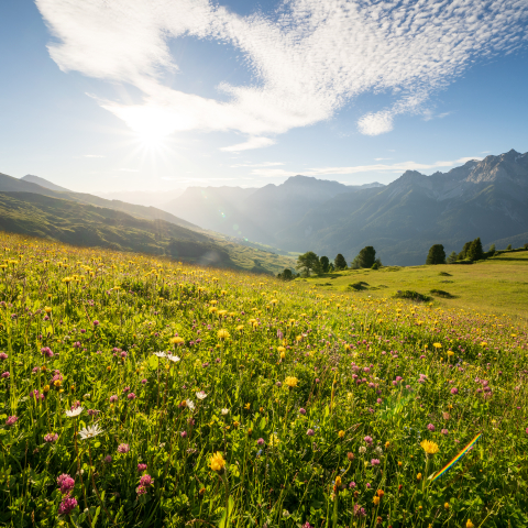 Sommerwiese auf Motta Naluns