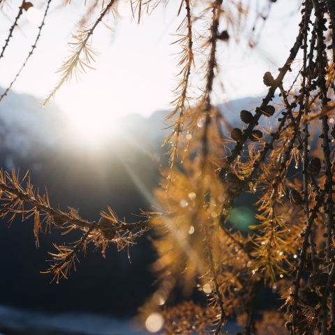 Unterengadiner Wälder.