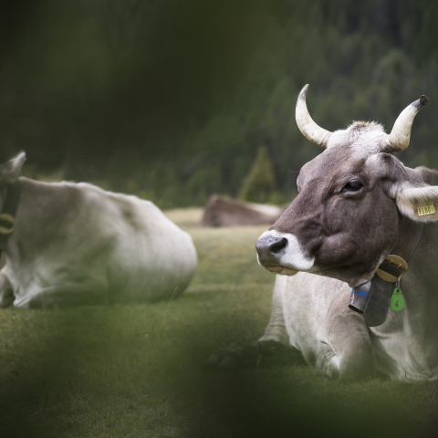 Alp Prasüra Val Müstair