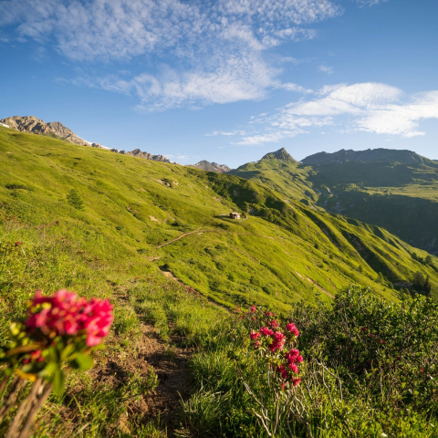 Murmeltiere_Sommer_2024