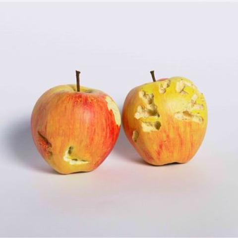 Flurina Badel & Jérémie Sarbach, Bite (Pig an Chicken), 2019