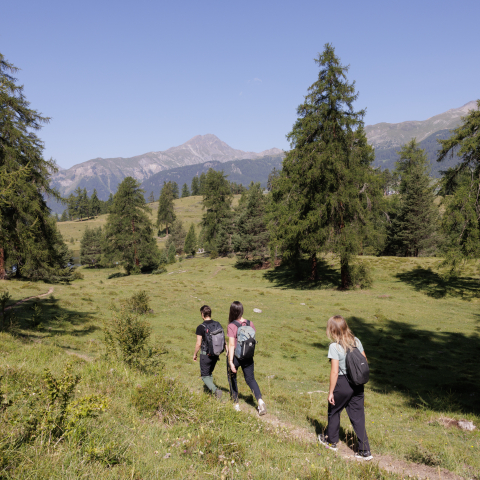 Gesundheitswälder im Engadin