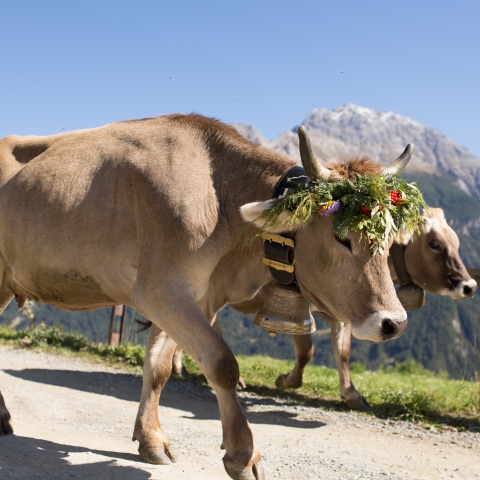 Albabzug bei Sent im Unterengadin. Bild: Dominik Täuber
