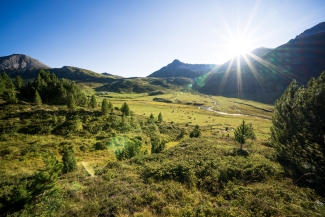 God Tamangur in S-charl im Engadin © TESSVM (Dominik Täuber) God Tamangur in S-charl im Engadin © TESSVM (Dominik Täuber)