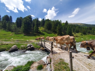 Alpauffahrt im Val S-charl mit Kühen und Rindern – Ferienregion Engadin Scuol Zernez Alpauffahrt im Val S-charl mit Kühen und Rindern – Ferienregion Engadin Scuol Zernez