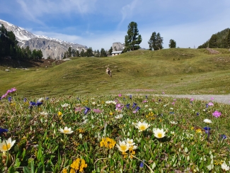 Blumenwiese in der Nähe des Ofenpasses – Val Müstair – Yvonne Schuler Blumenwiese in der Nähe des Ofenpasses – Val Müstair – Yvonne Schuler