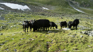 Angus-Rinder auf der Alp Sarsura Angus-Rinder auf der Alp Sarsura