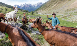 Ziegen auf der Alp Suot