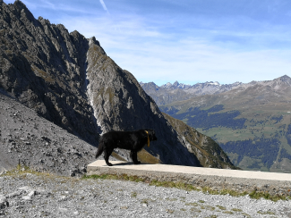 Hüttenhund Jayjay © Sophia Bartolomei Hüttenhund Jayjay der Chamonna Lischana