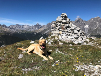 Hund Aiko auf dem Mot Madlain im Unterengadin Hund Aiko auf dem Mot Madlain im Unterengadin