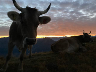 Kuh Wanderung Piz Spadla im Unterengadin Kuh Wanderung Piz Spadla im Unterengadin