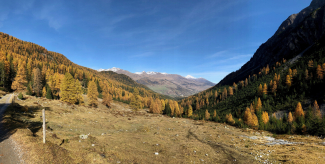 goldener Herbst im Val Plavna in der Ferienregion Engadin Scuol Zernez goldener Herbst im Val Plavna in der Ferienregion Engadin Scuol Zernez