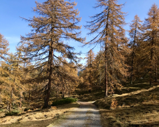 Wald beim Lai Nair Tarasp, Unterengadin Wald beim Lai Nair Tarasp, Unterengadin