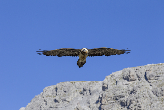 Bartgeier_Unterengadin_Schweizerischer_Nationalpark Bartgeier_Unterengadin_Schweizerischer_Nationalpark
